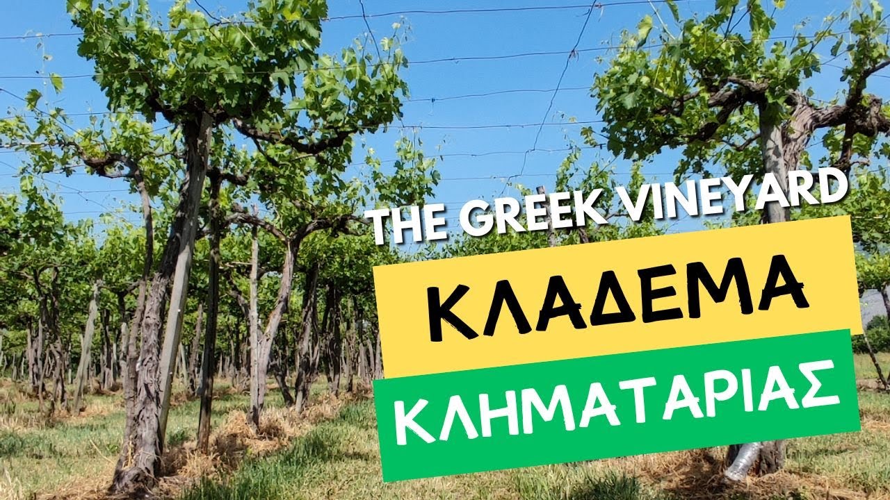 Κλάδεμα Κληματαριάς | #Αμπελι #κλαδεμα #αμπελουργια (4K)