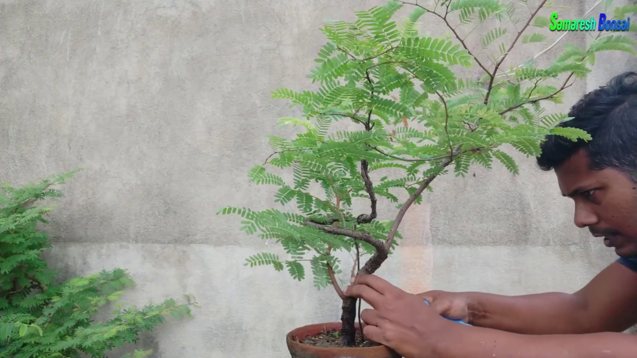 HOW TO PRUNING & WIRING TAMARIND BONSAI TREE