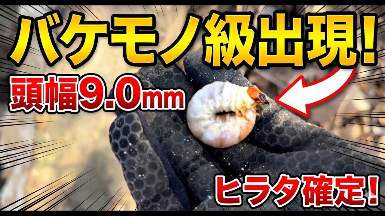 エノキを割る。ここにいた。ヒラタクワガタ幼虫9mm