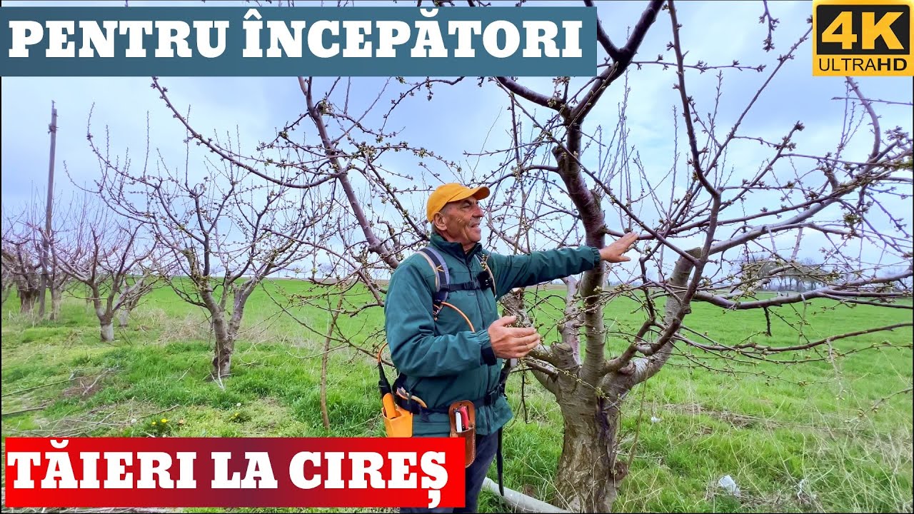 Secretul Taierii Cireșilor Pentru un Rod Bogat și Sanatos!✂️ 🍒
