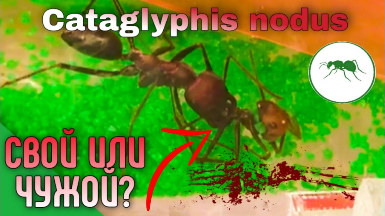 ПОДСЕЛЕНИЕ муравьев Cataglyphis nodus.
