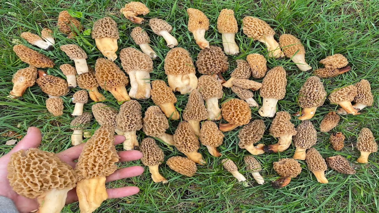 Hunting New Land for Large Yellow Morel Mushrooms