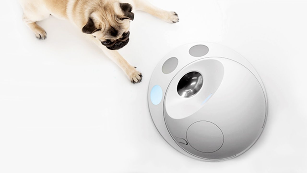 5 Smart Monitor Devices That Let You Care For Your Pets