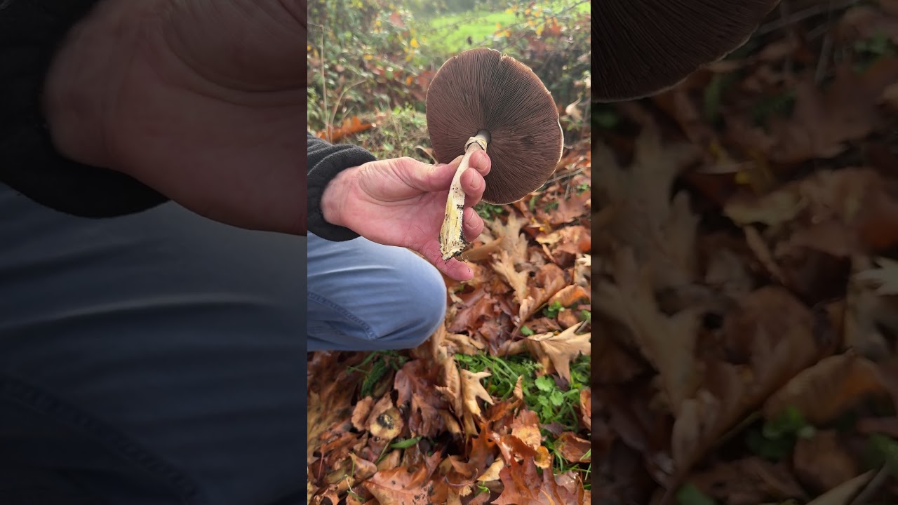 L'altro Agaricus tossico pi&ugrave; comune. Il fungo Inly! #WildFoodUK #foraginguk #foraging #wildmushrooms