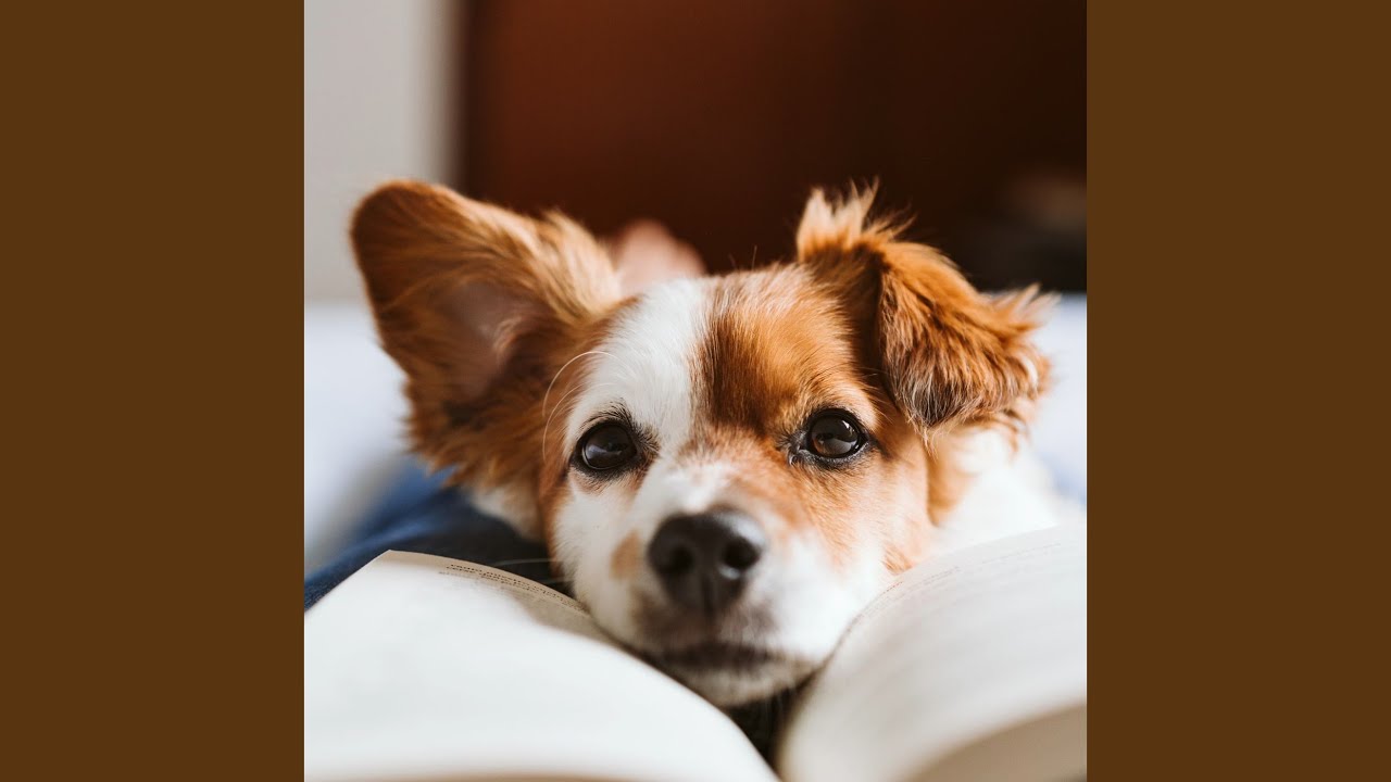 Echoes of Puppy Calm