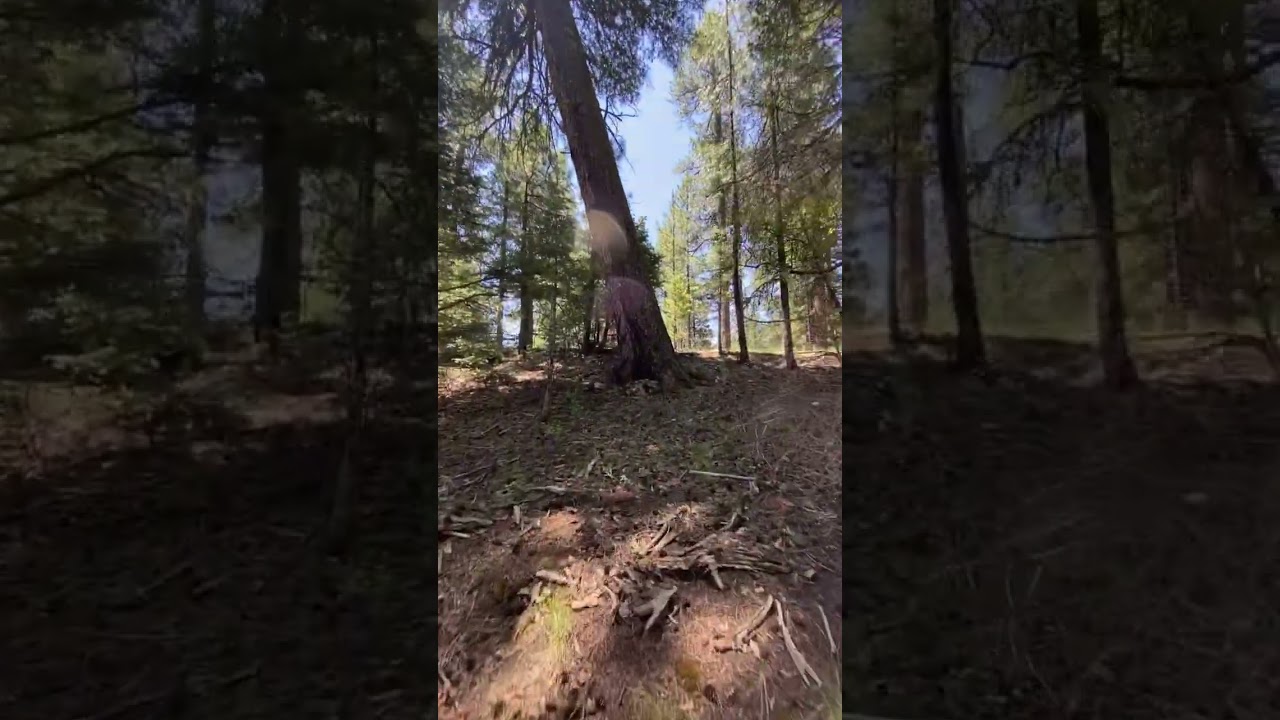 Exploring Santa Fe national forest NM #mountains #nature #adventure #outdoors #hiking
