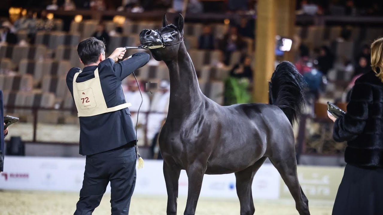 أجمل الأمهار عمر سنة في العالم في عروض جمال الخيل العربي الأصيل لعام 2023