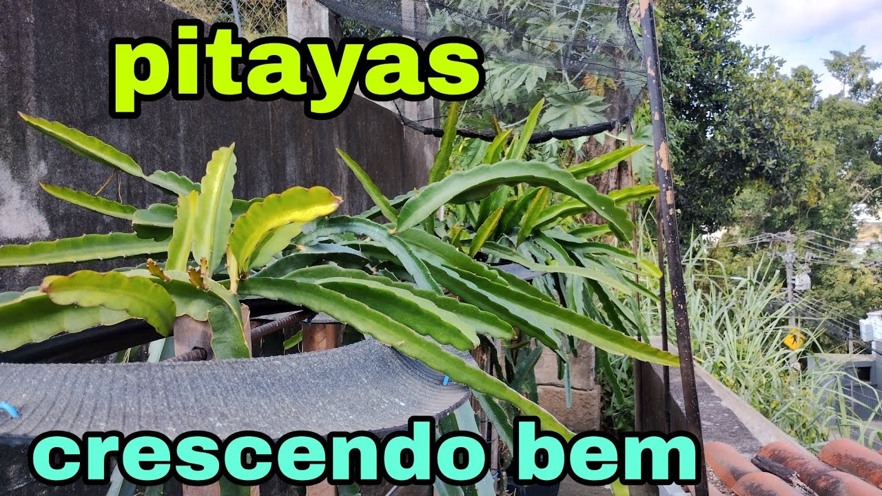 Minhas pitayas estão crescendo super bem🌵😊😊.#22