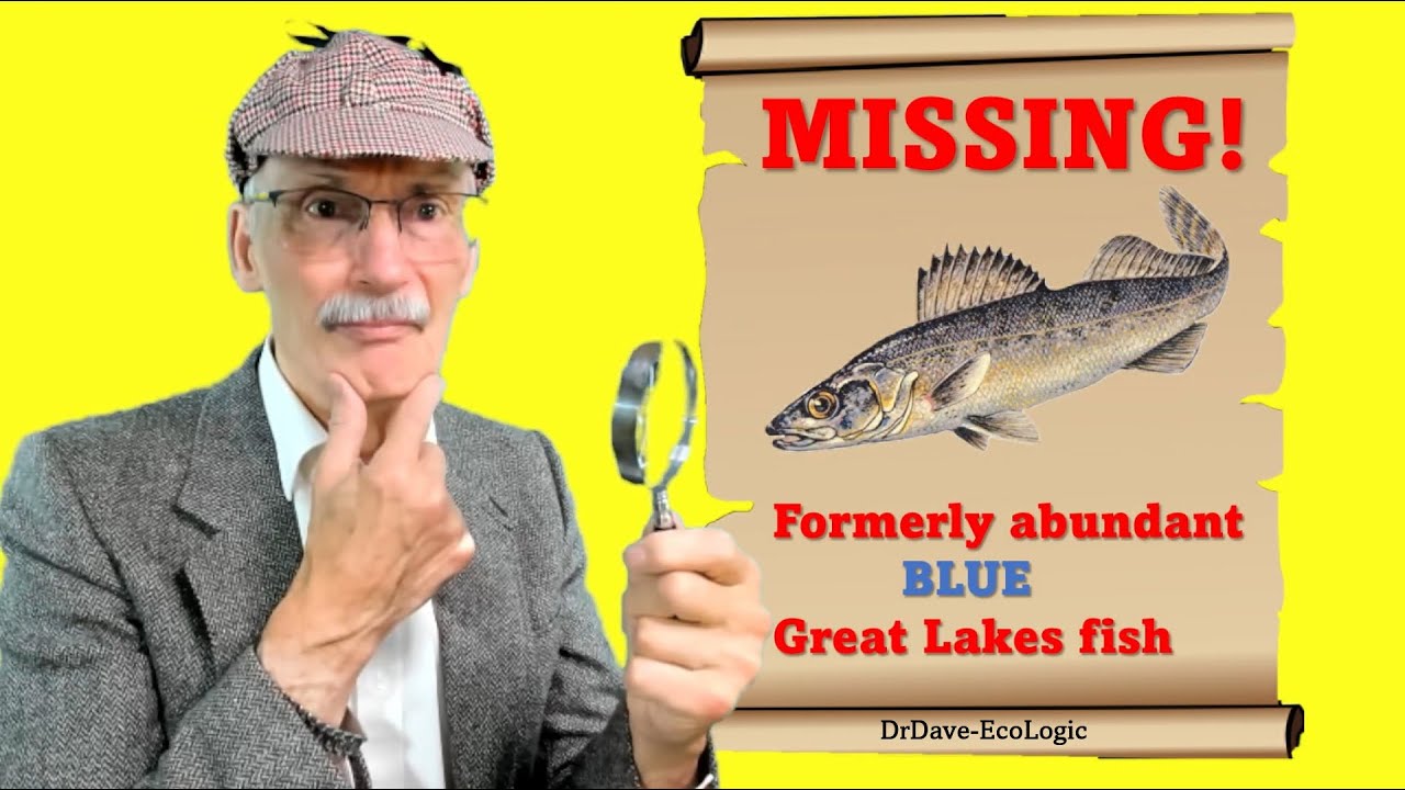 THE CASE OF THE MISSING BLUE FISH!  #mystery #fish #lakes #walleye