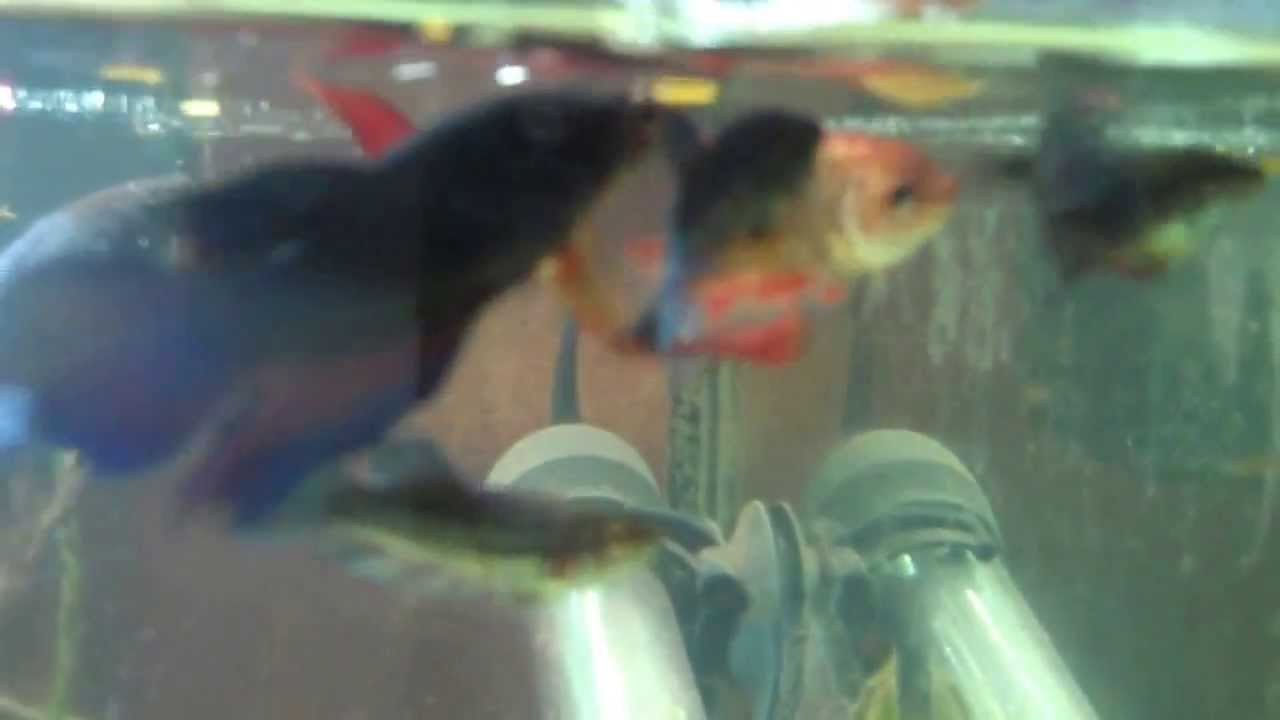 20L Tank