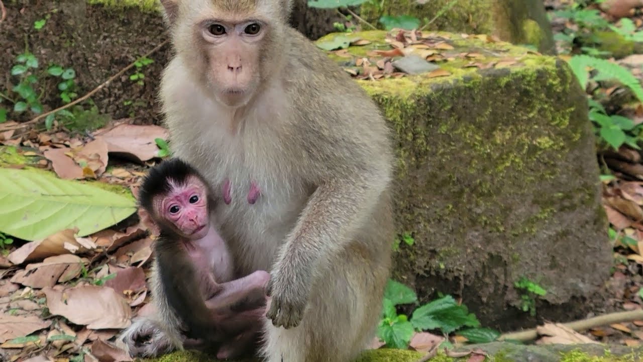 Adorable 2-Day-Old Baby Monkey Evian  In the World 🐵💛