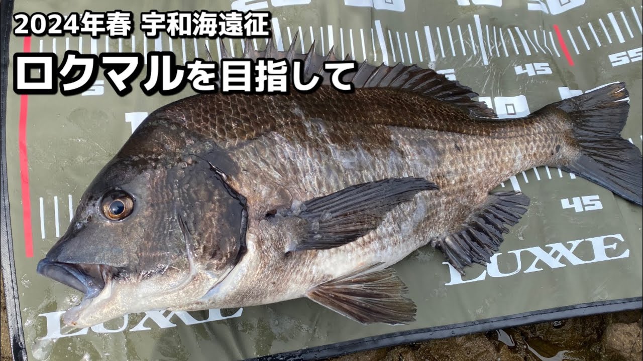 ロクマルのチヌを目指して宇和海遠征へ 2024年4月