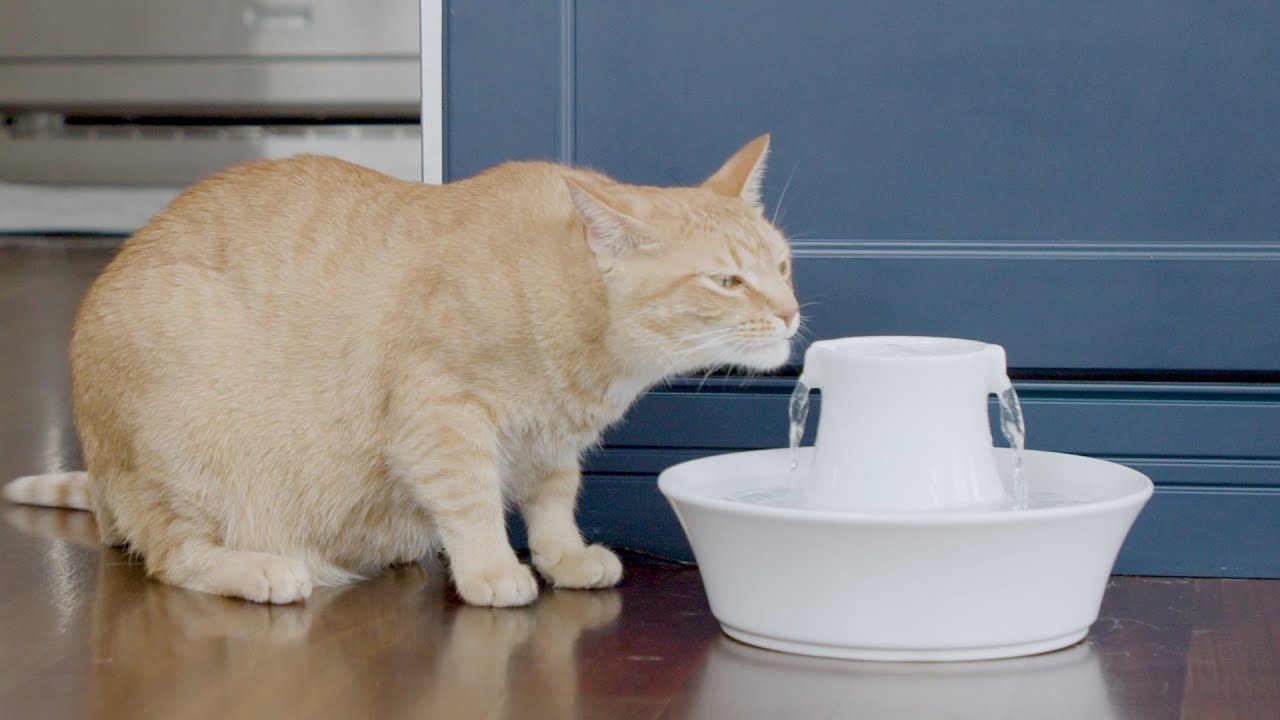 PetSafe® Drinkwell® Avalon Pet Fountain