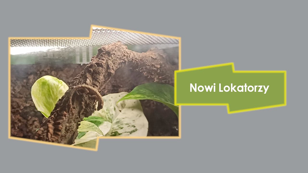 Gekon Płaczący (Lepidodactylus lugubris) - Nowi Mieszkańcy