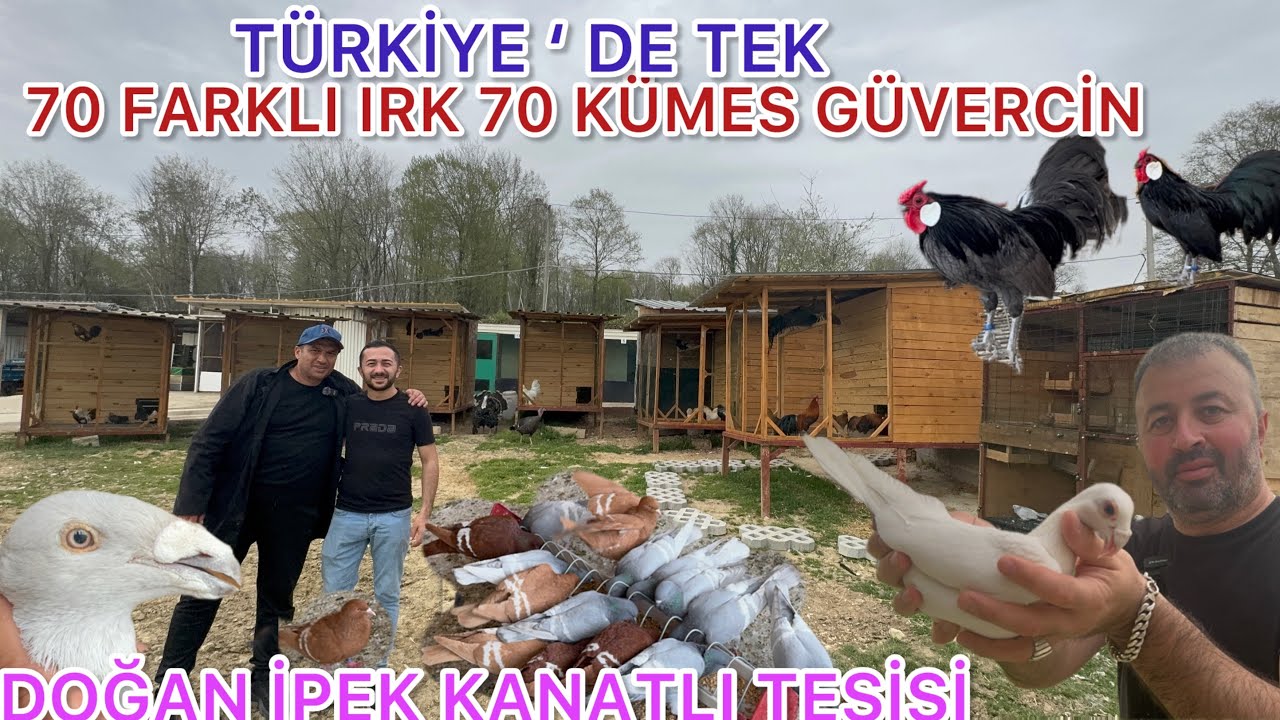 ZİRVEDE TÜRK KUŞÇULUĞU , YAPARSA ÇILGIN TÜRKLER YAPAR