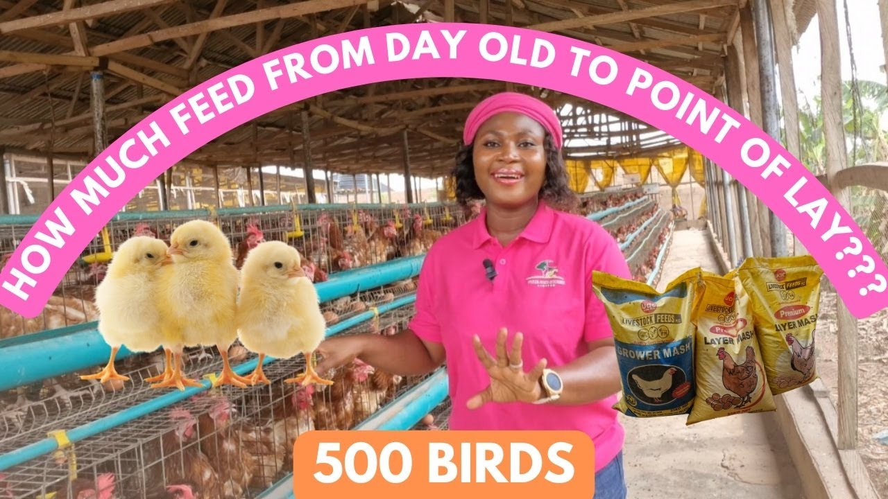 How MUCH FEED Will 500 Layer Birds Consume From Day 1 Till Point of Lay at 16 Weeks