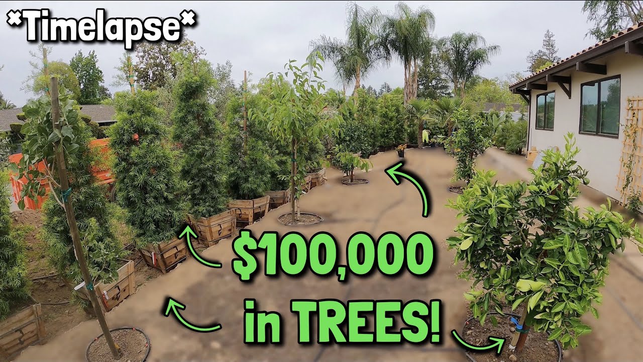 Timelapse of Big Tree Installation | $200,000 (High End Landscaping)