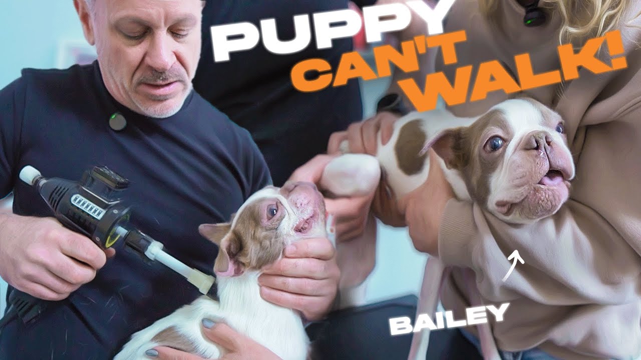 Puppy 