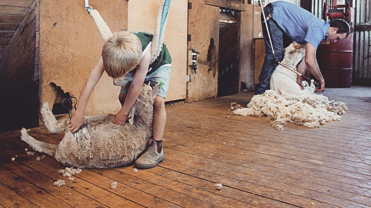 Charlie the Shearing Kid - Behind the News