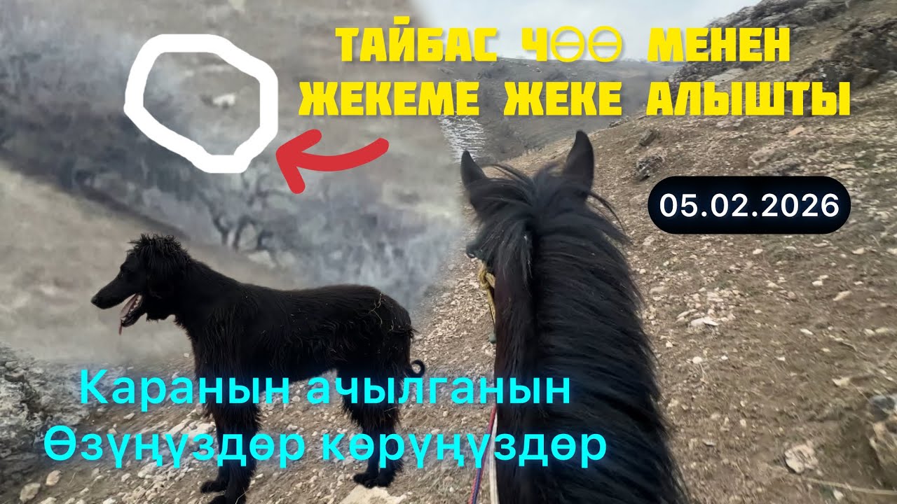 Кара Тайган жетип барды