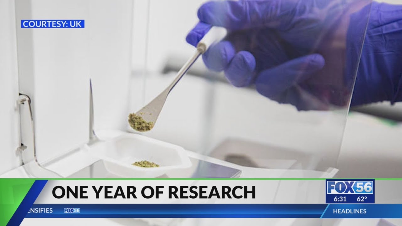 One year in, what is Kentucky's Center for Cannabis Research studying?