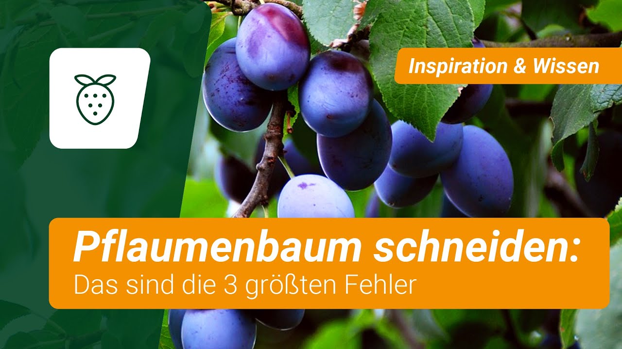 3 gro&szlig;e Fehler 😱 Vermeidet sie beim Pflaumenbaum schneiden!