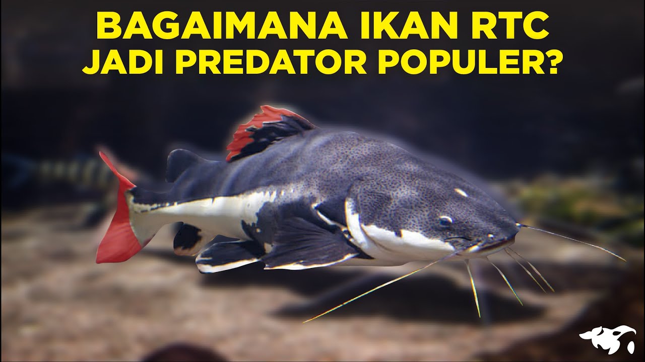 JARANG DIBAHAS! BAGAIMANA RED TAIL CATFISH JADI IKAN PREDATOR POPULER?