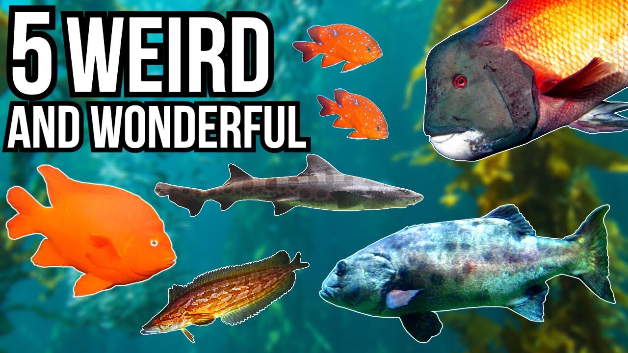 5 Weird and Wonderful Fish of the Kelp Forest