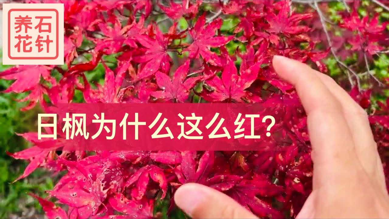 日本枫树为什么会这么红？Japanese maple - too red!