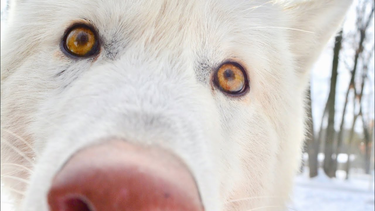 Wolf takes my GoPro