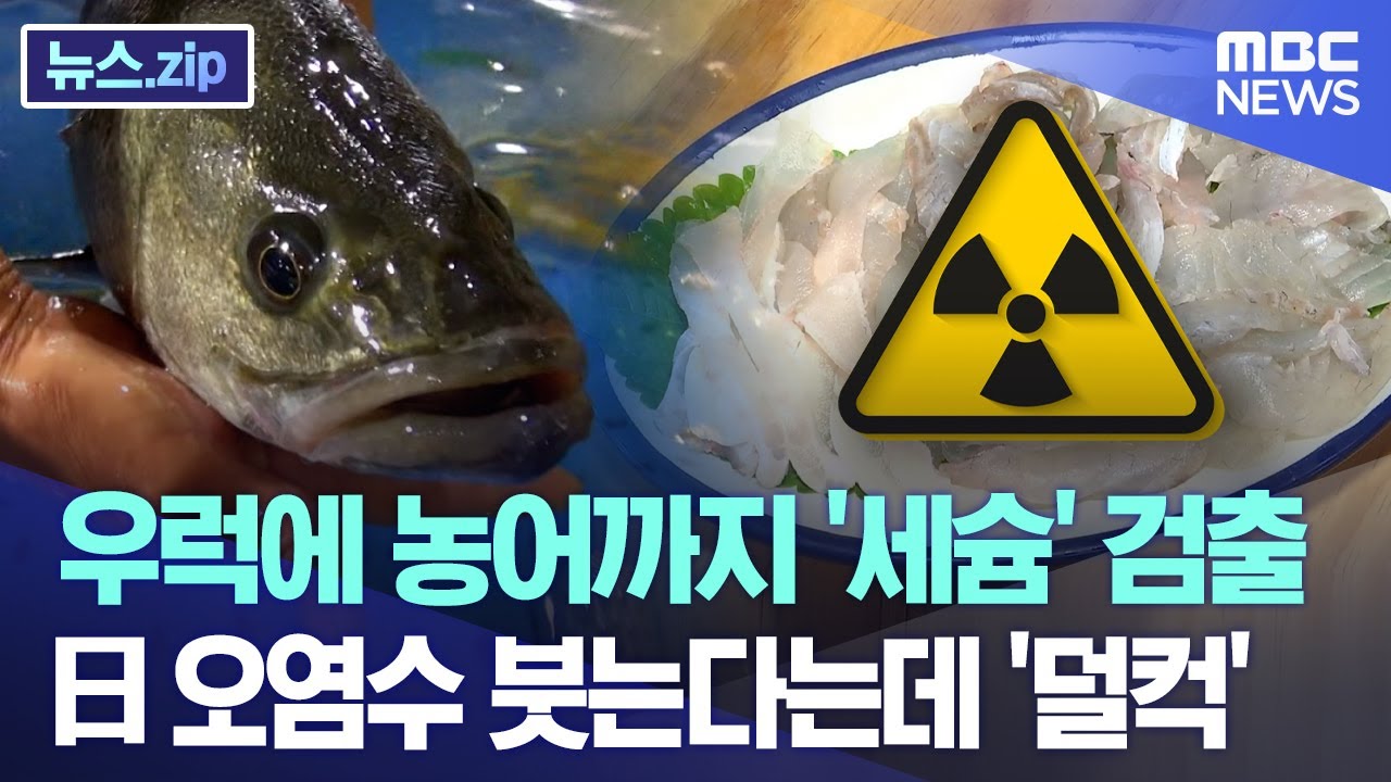 우럭에 농어까지 '세슘' 검출..日 오염수 붓는다는데 '덜컥' [뉴스.zip/MBC뉴스]