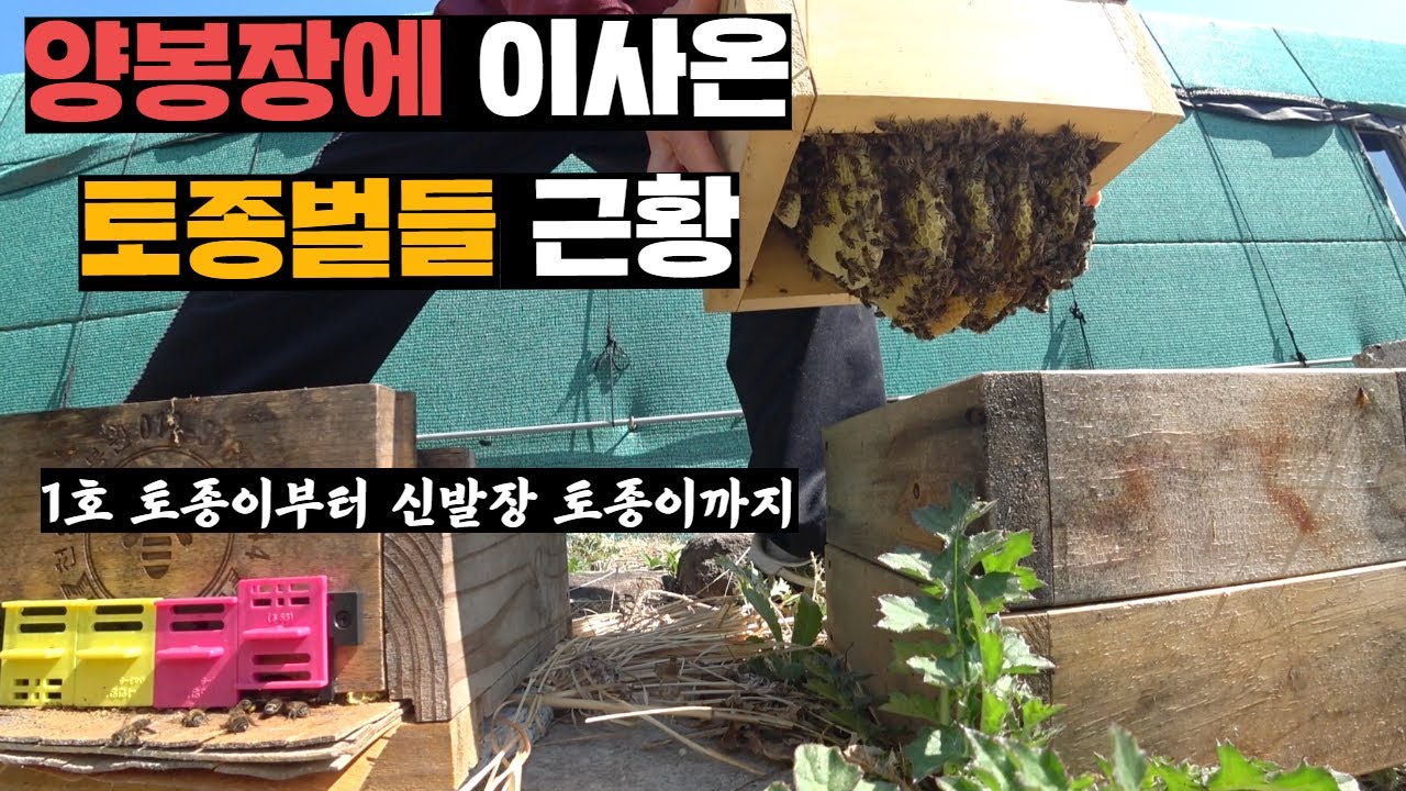 봄되니 폭발적인 성장을 보여주는 작년 가을에 집나갔던 토종벌(feat.2호, 3호 토종벌)