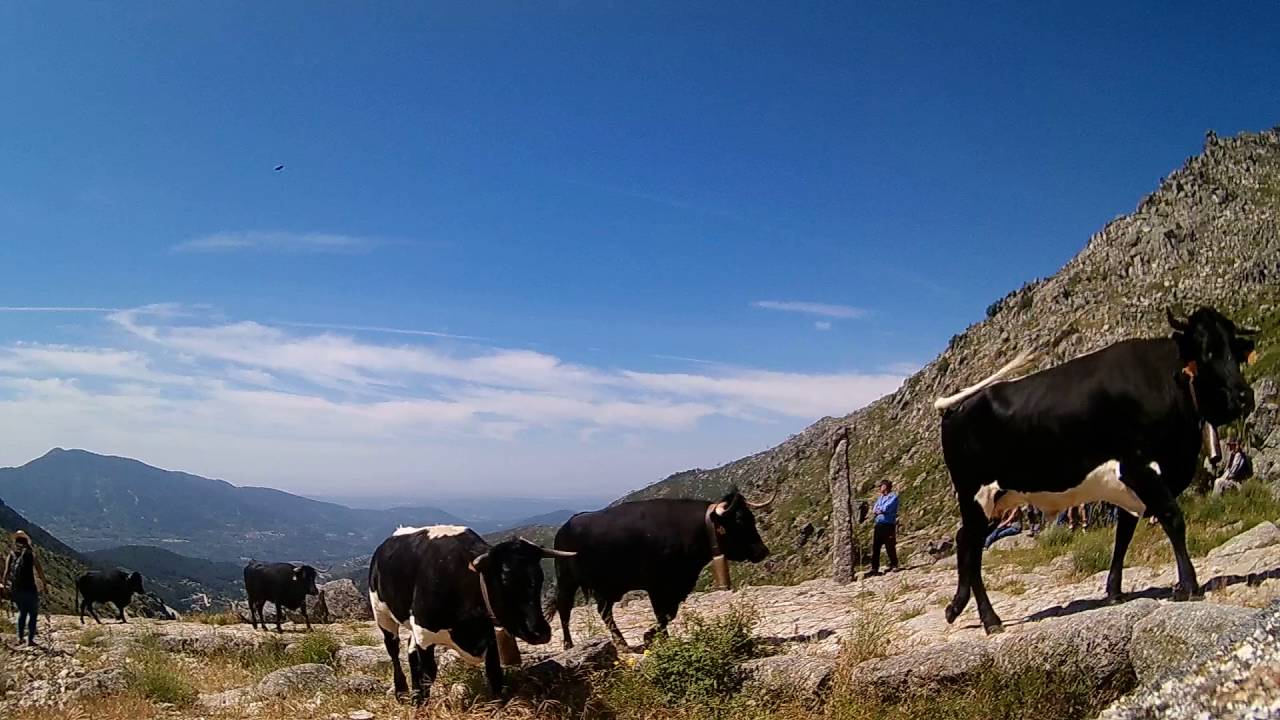 Jornadas de Trashumancia en Gredos 2016, una mirada al trashumante.