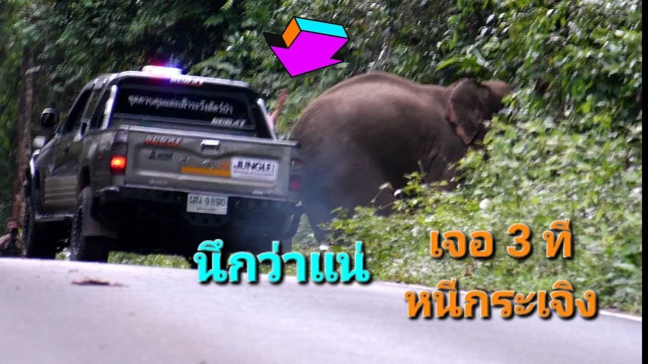 ร้องลั่นป่า เมื่อคุณตาสุทธิพรจัดไป 3 เปี๊ยะ (เจเจ้ไพเราะ)