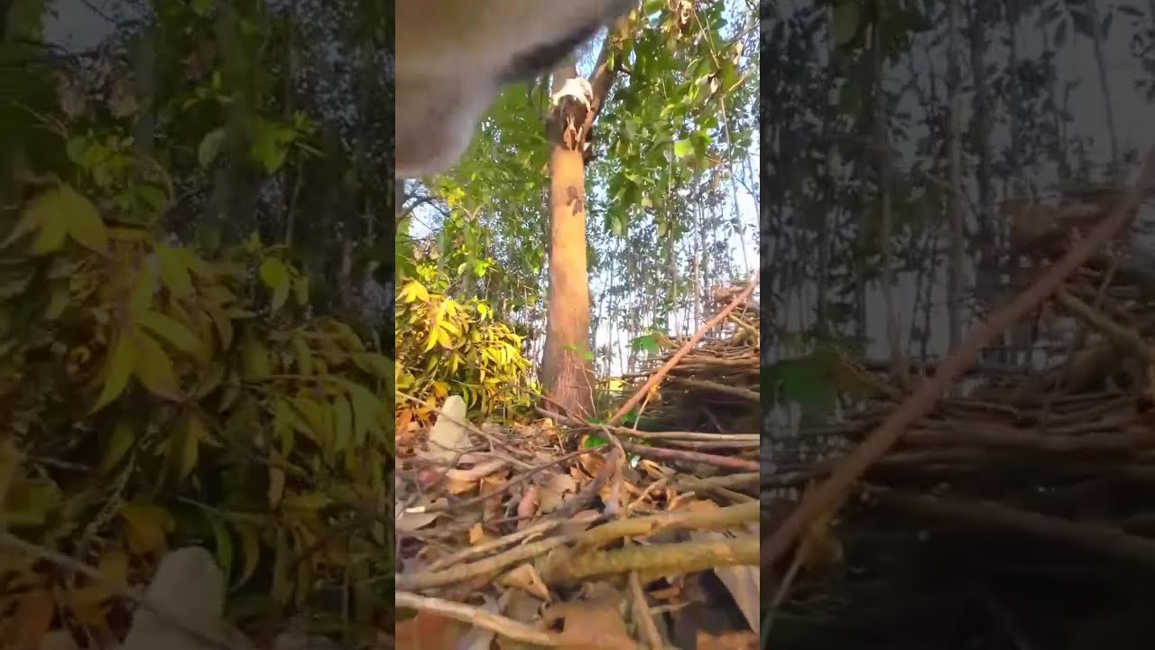 LIVE Cat POV Cam | Outdoor Cat Exploring Streets | Real-Time Adventure
