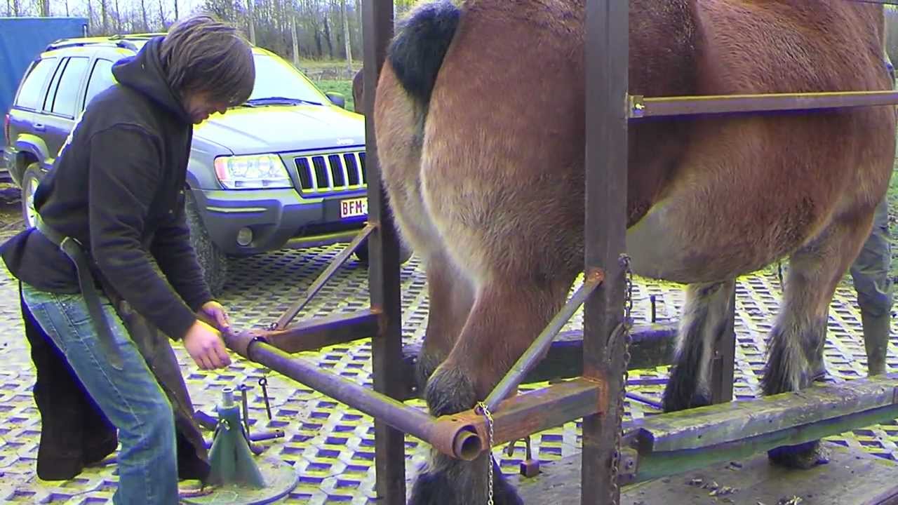 Belgian Drafts meet the farrier 1/2