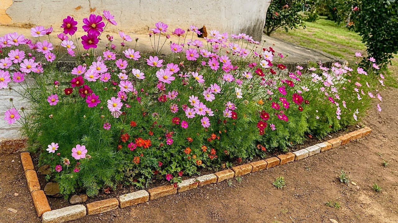 Meu Segredo Para ter Cosmos Perfeitos no Jardim 🌸🌿