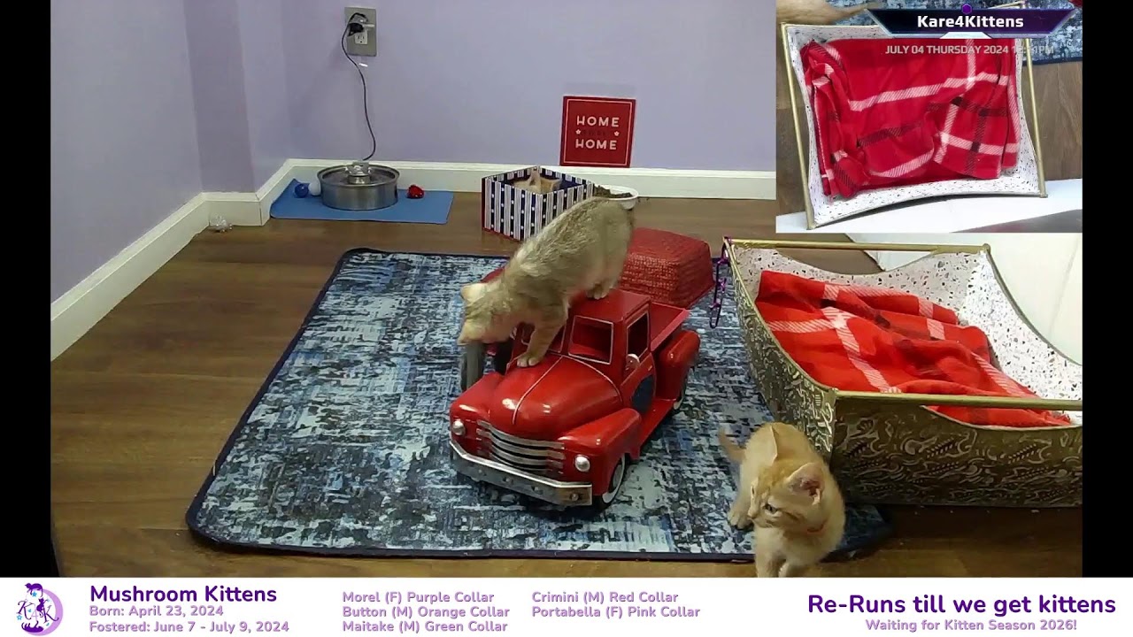 Just Kitten Around ReRuns- Relax while watching foster kittens sleep, play and grow up!