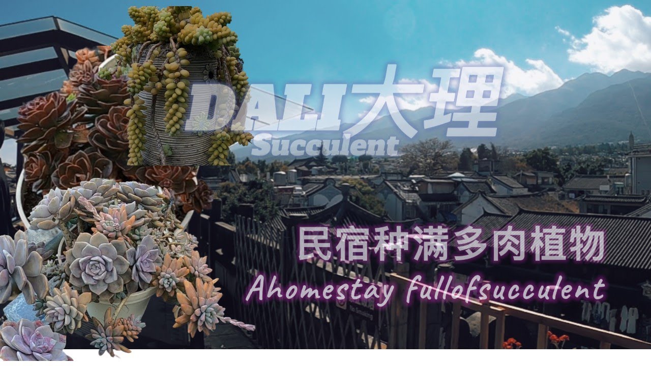 A Homestay Full of Succulents in Dali 大理到处是多肉 |Visiting Xizhou喜洲 Town and Try Out Their Pancake 破酥粑粑