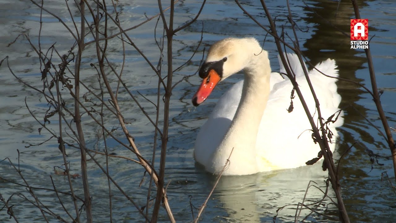 Dierenambulance: voer zwanen geen brood