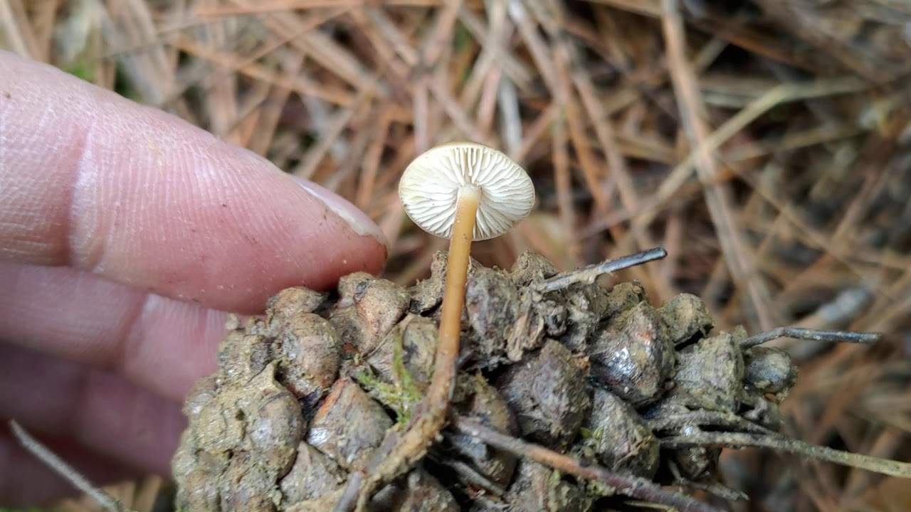 La seta de pi&ntilde;a de primavera: Strobilurus stephanocystis