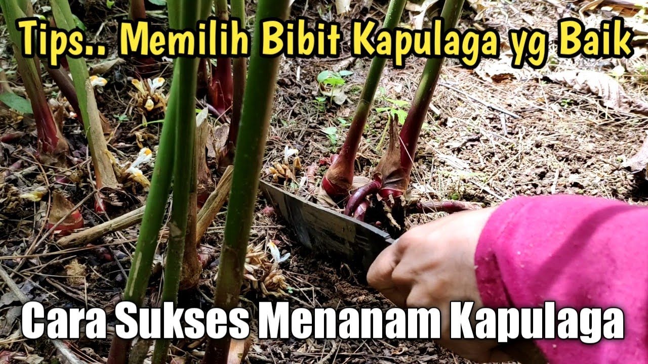 Cara Memilih Bibit Kapulaga Cara Menanam Kapulaga Yang Benar