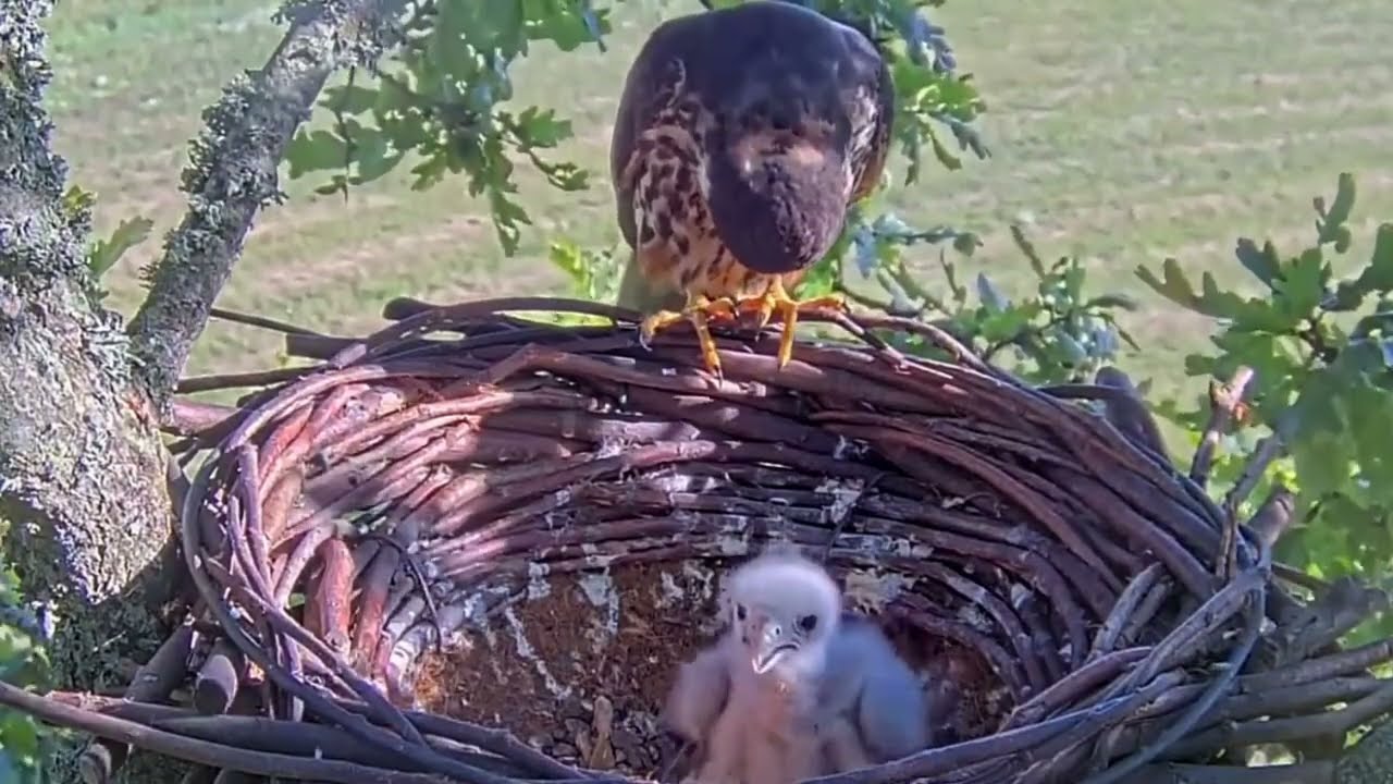 #falcon Cam4#58 Review baby birds in the nest - Dad and mother brings food to feed their chicks