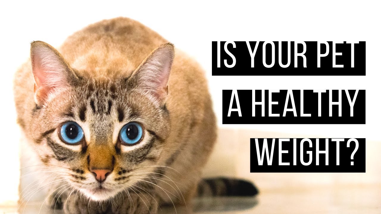 How to keep pets at a healthy weight