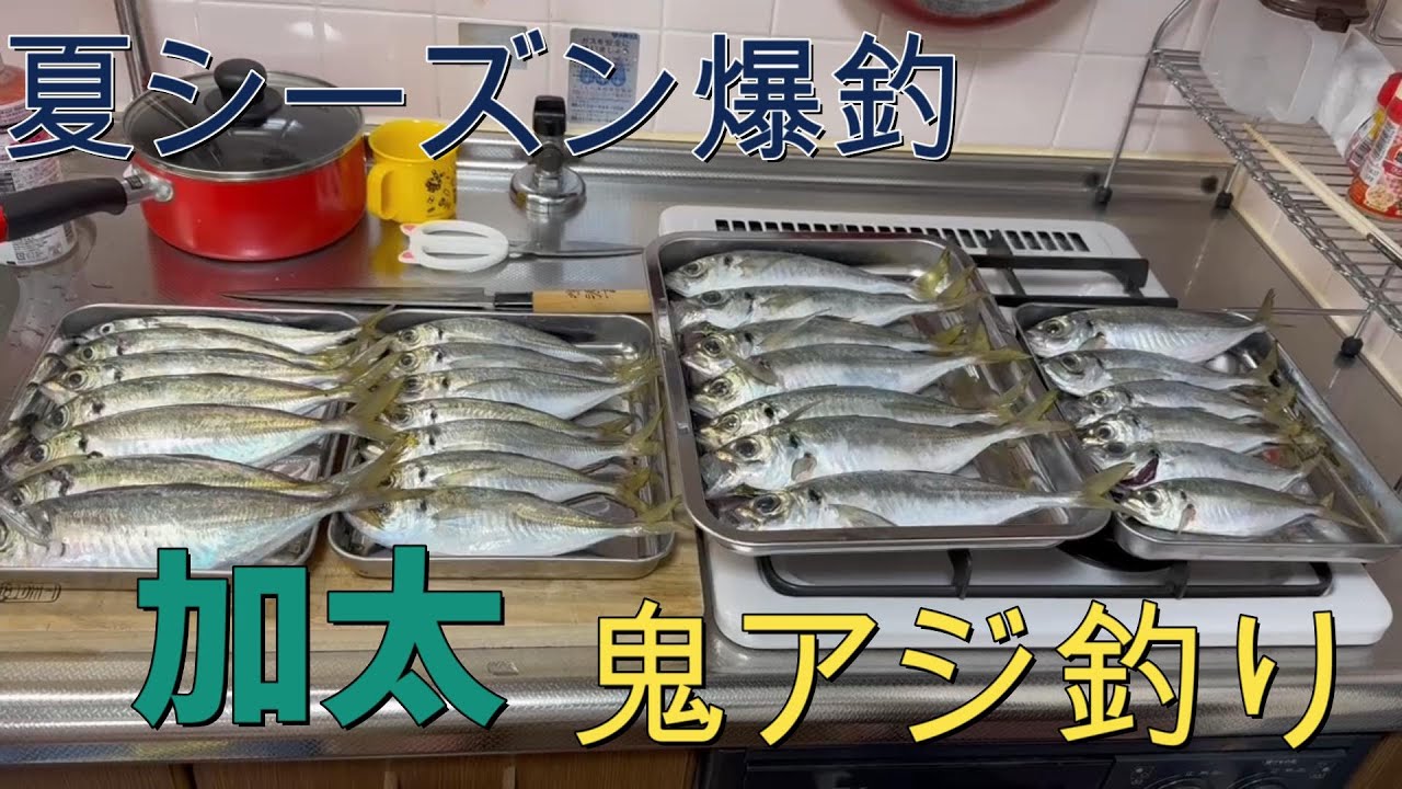 夏の鬼アジ爆釣中！！