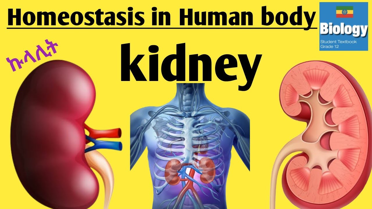 Kidney structure & function: homeostasis in human body: biology grade12 #ethiopianeducation #kidney
