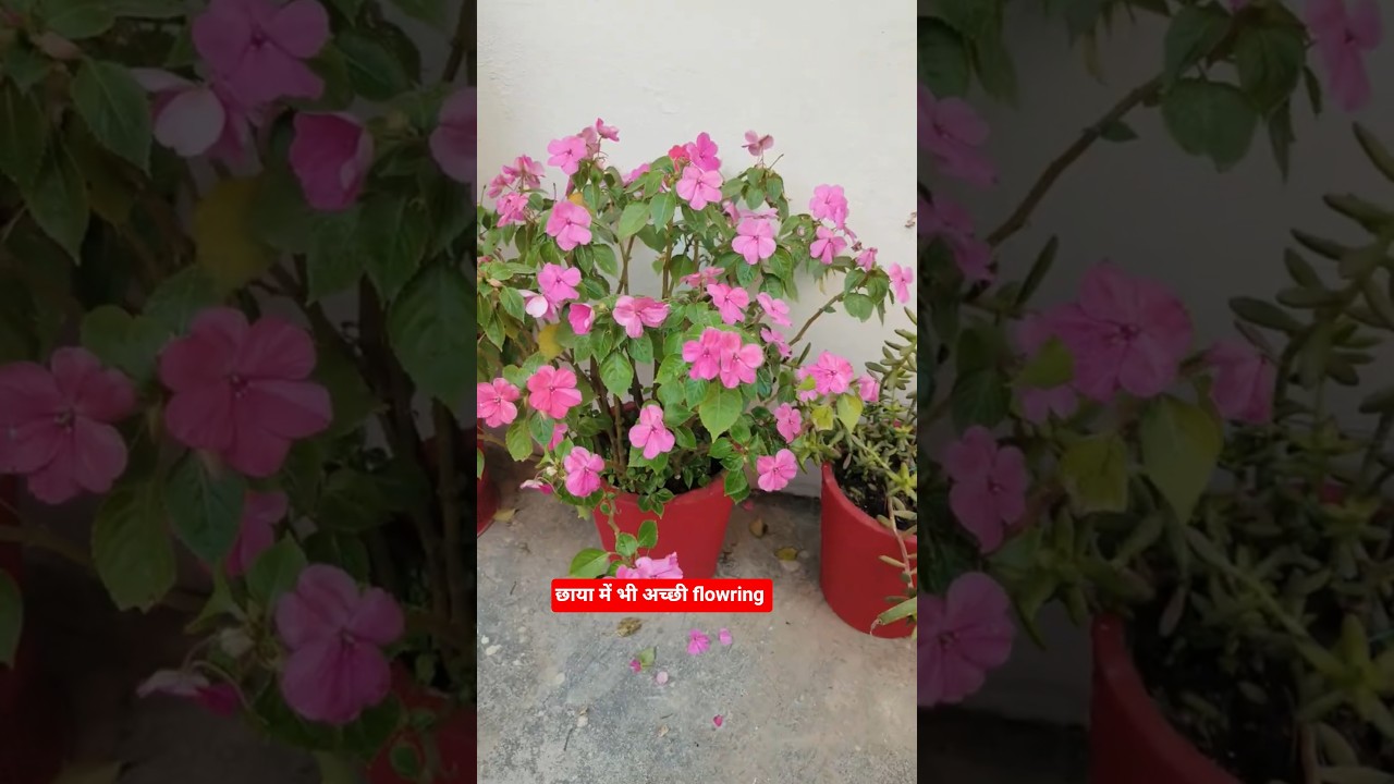 expension छाया में खिलने वाला पौधा। shade flower plant