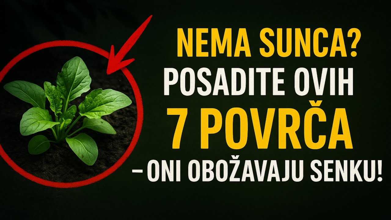 Нема сунца? 🌱 Посадите ових 7 поврћа – Они обожавају сенку!