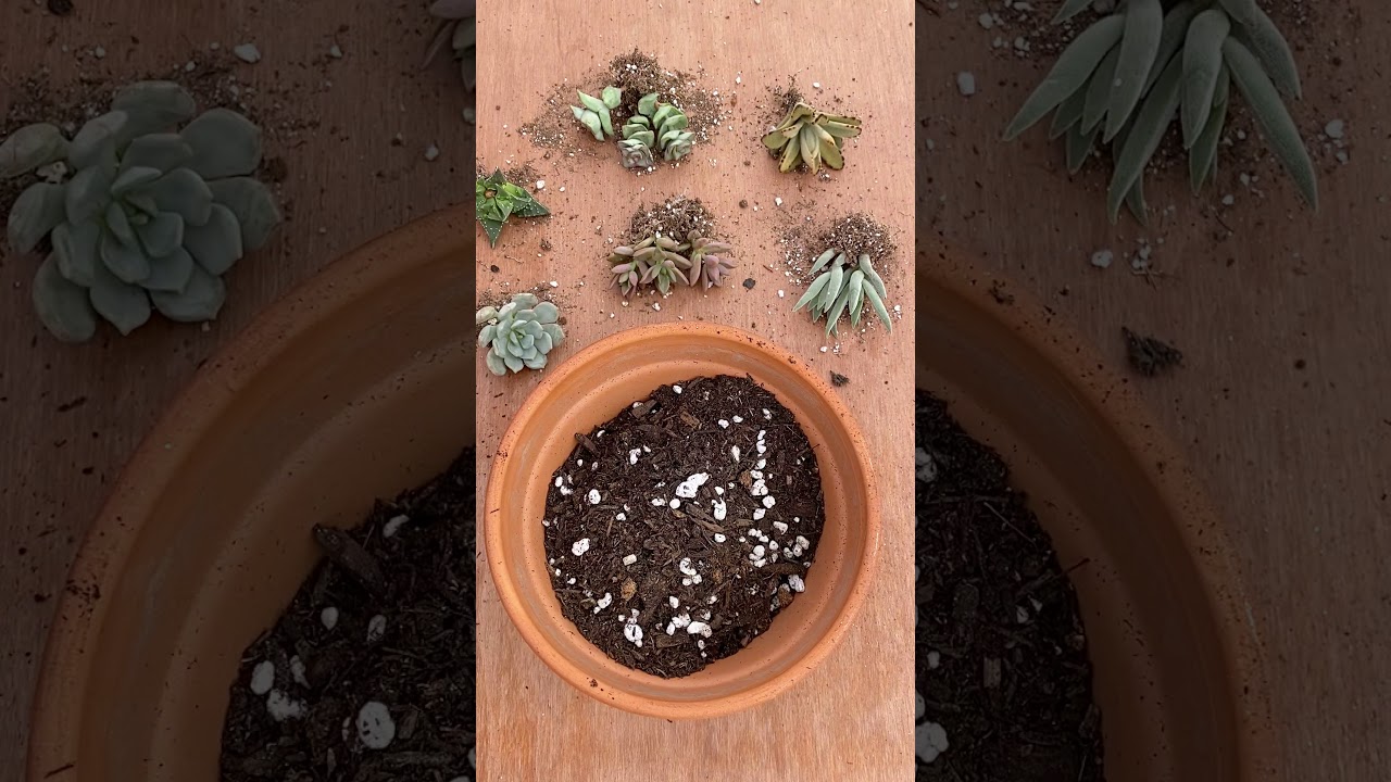 February Monthly Succscription Combination🌵💝