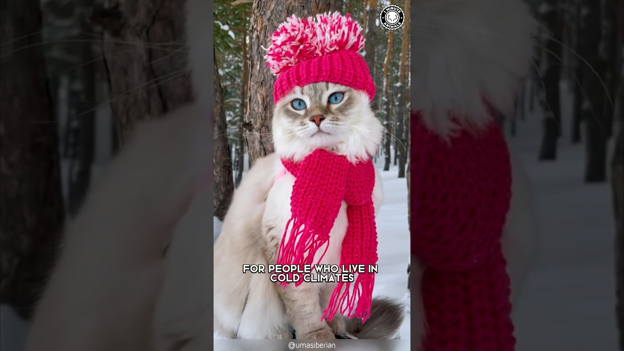Сибирская кошка 😺 Самая милая порода для холодного климата!